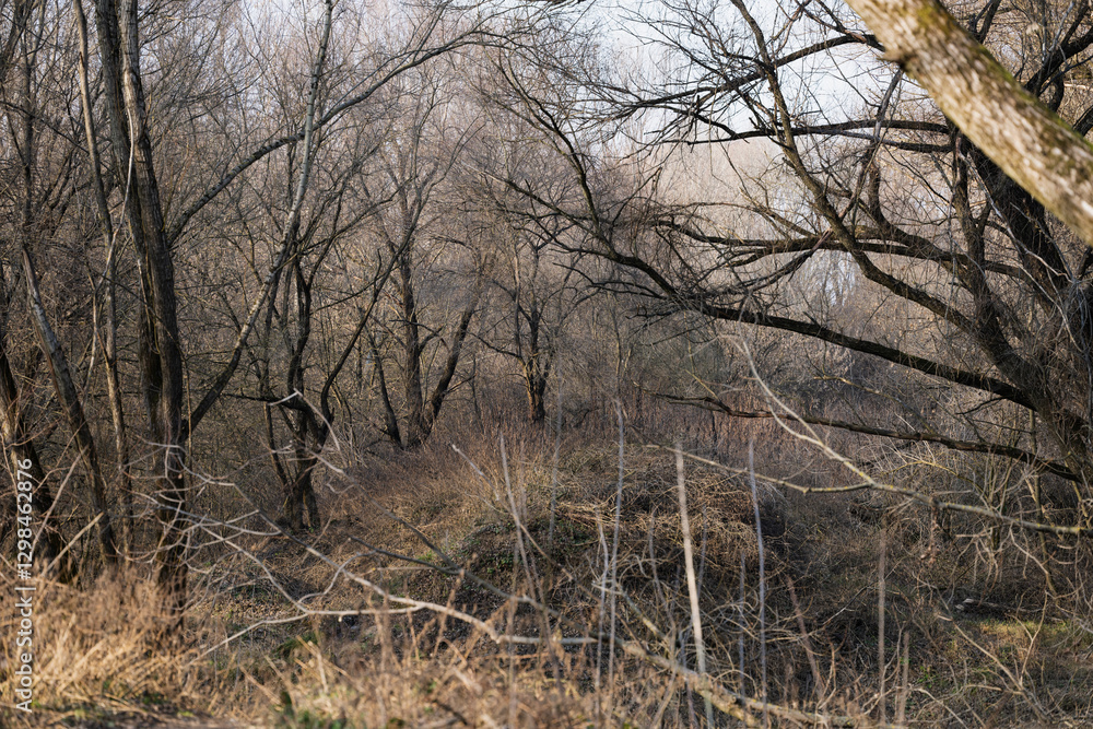 spring forest landscape with lace of branches and trees spring forest landscape with lace of branches and trees