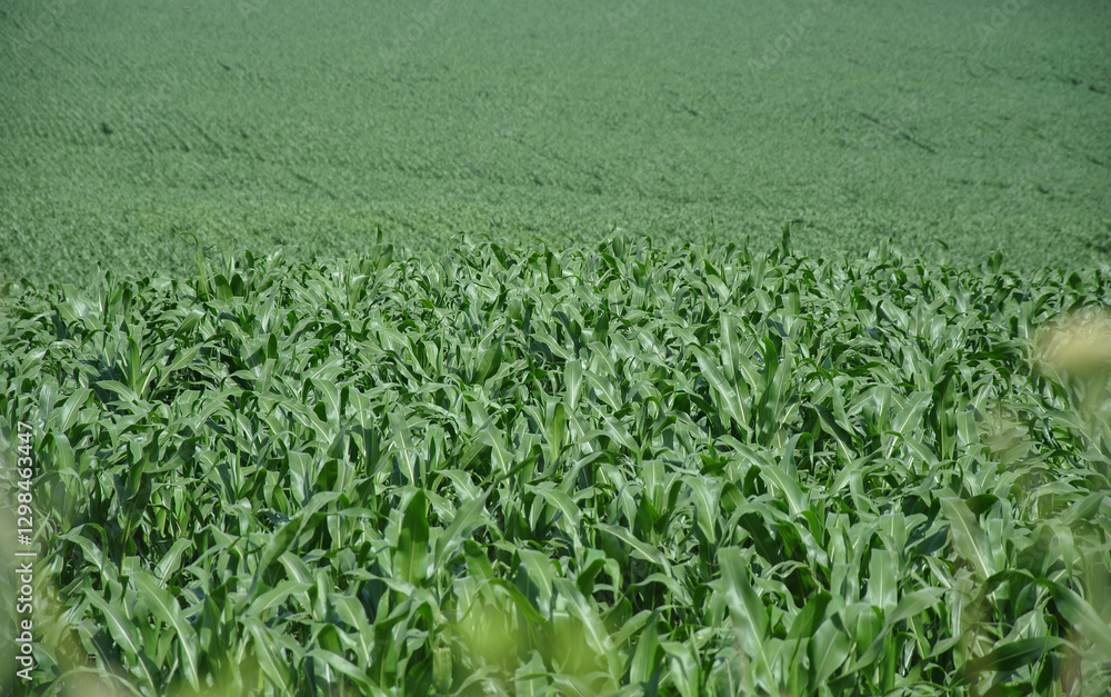 field of young corn on a sunny day field of young corn on a sunny day