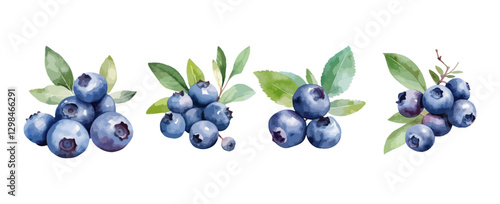 Set of blueberry watercolor isolated on white background. Healthy fruit painting vector illustration