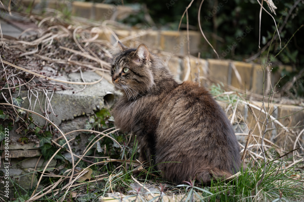 Obraz premium fluffy cat in the bosom of nature