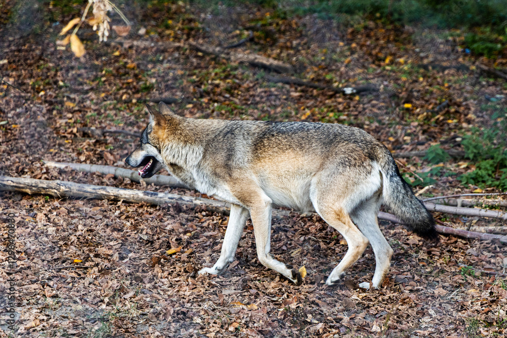 Wild wolf standing in autumn leaves near a tree in a forest habitat Wild wolf standing in autumn leaves near a tree in a forest habitat