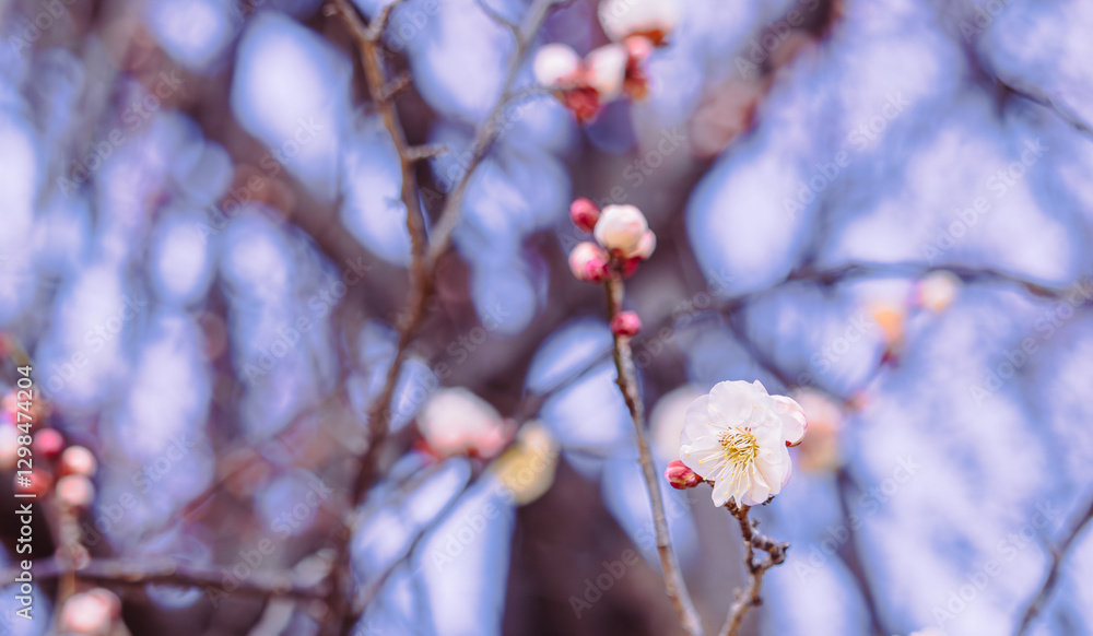 運動公園　梅の花2ｰ2