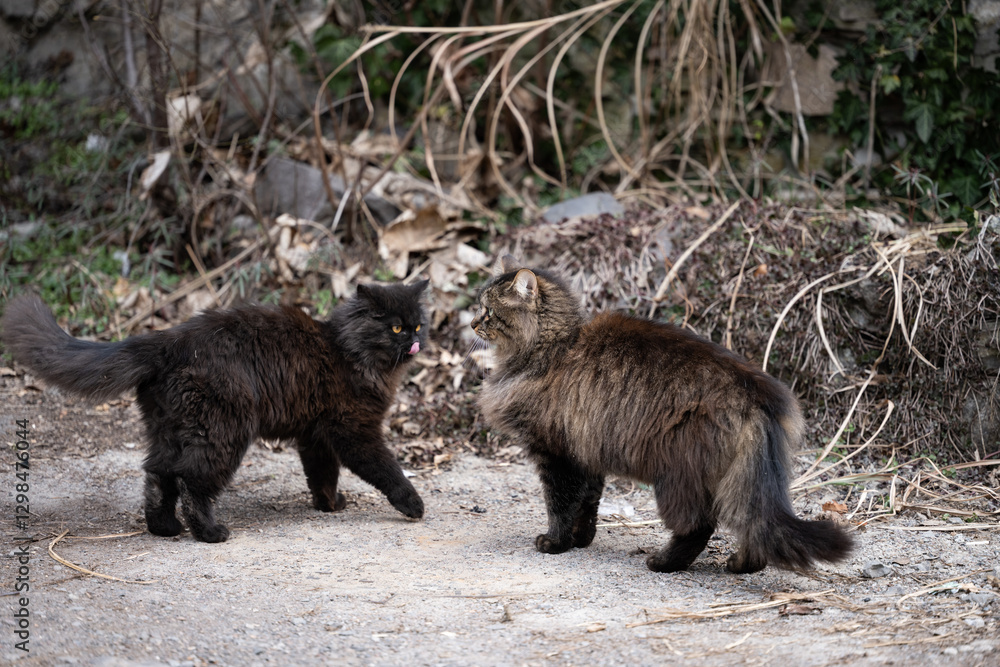 fluffy cat in the bosom of nature fluffy cat in the bosom of nature