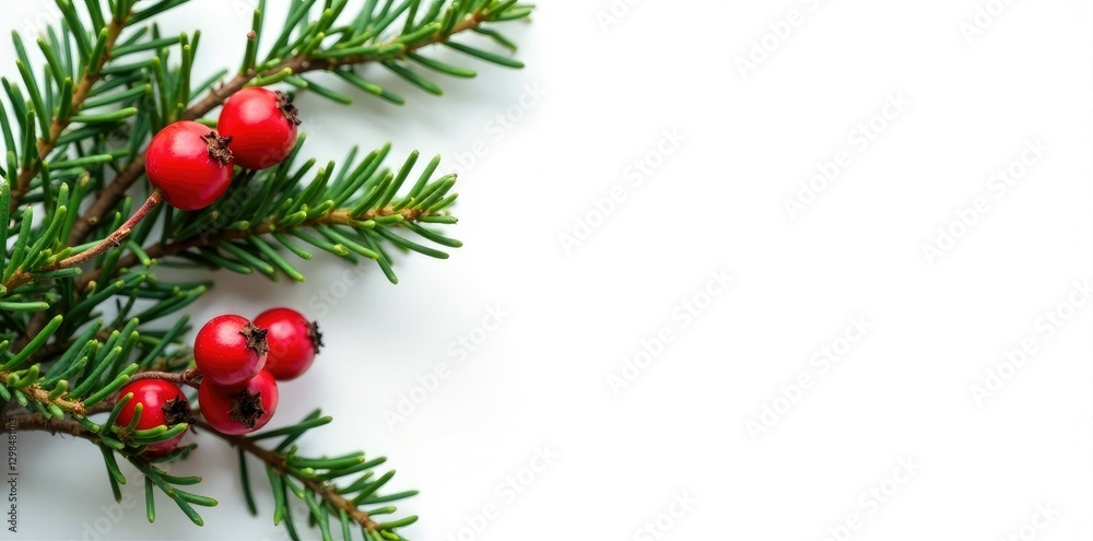 Evergreen branches with red berries on a white background isolated, foliage, festive, decoration Evergreen branches with red berries on a white background isolated, foliage, festive, decoration