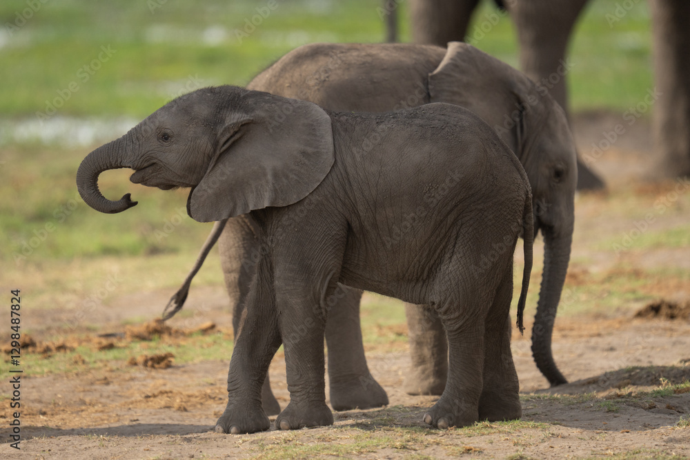 Fototapeta premium Two baby African bush elephants stand side-by-side