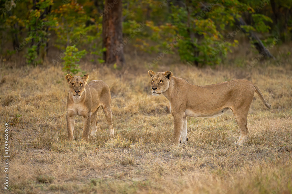 Two lionesses stand staring in grassy clearing Two lionesses stand staring in grassy clearing