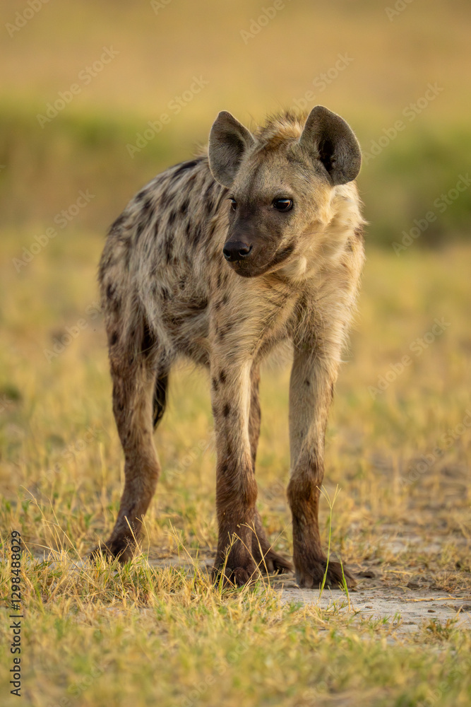 Spotted hyena standing on grass turning head Spotted hyena standing on grass turning head