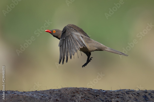 Foto Red-billed oxpecker on Cape buffalo takes off