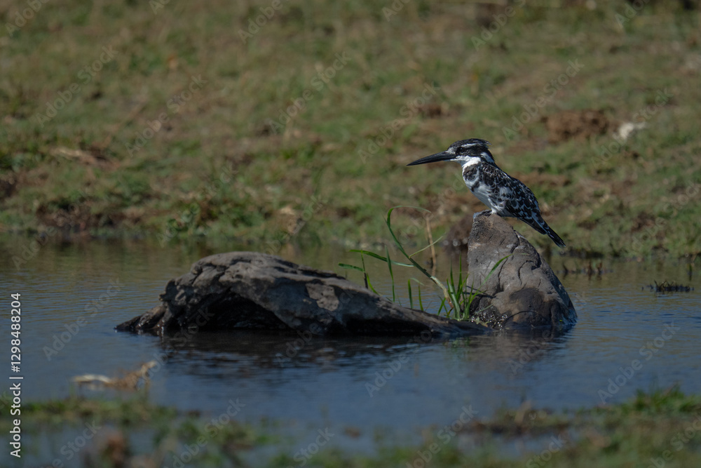 Pied kingfisher on tree stump in river Pied kingfisher on tree stump in river