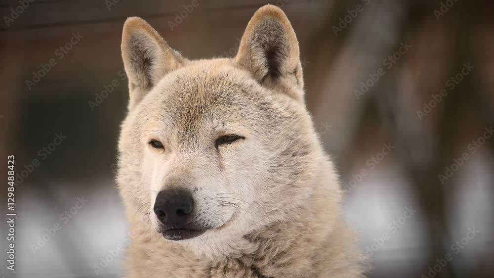 Majestic white wolf in winter forest during heavy snowfall showcasing nature's beauty and resilience Majestic white wolf in winter forest during heavy snowfall showcasing nature's beauty and resilience