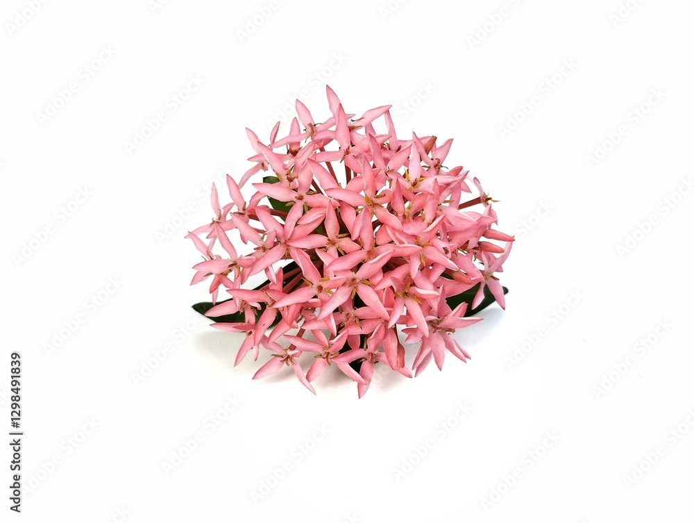Pink Ashoka flower or Ixora flower isolated on white background, floral decoration, Botanical photography for creative design Pink Ashoka flower or Ixora flower isolated on white background, floral decoration, Botanical photography for creative design