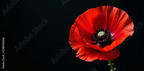 Intricate red poppy details contrast sharply with intense black , symbol, stock photo