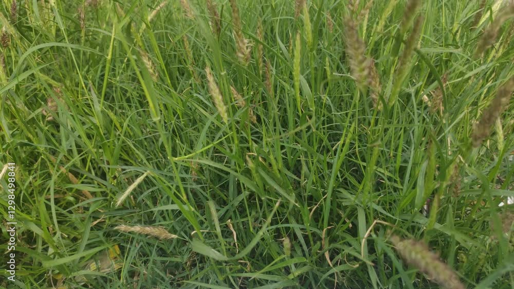 Windblown Green Grass in Motion | Isolated Nature Background for Stock Footage Windblown Green Grass in Motion | Isolated Nature Background for Stock Footage