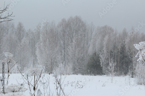 Wallpaper Mural winter forest in snow and fog on the last day of winter Torontodigital.ca