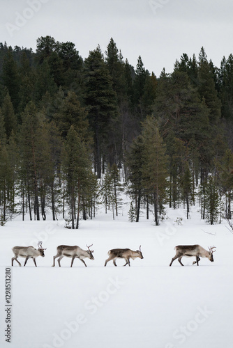 Reindeer herd (Rangifer tarandus) walking on a frozen lake in Finland in winter.