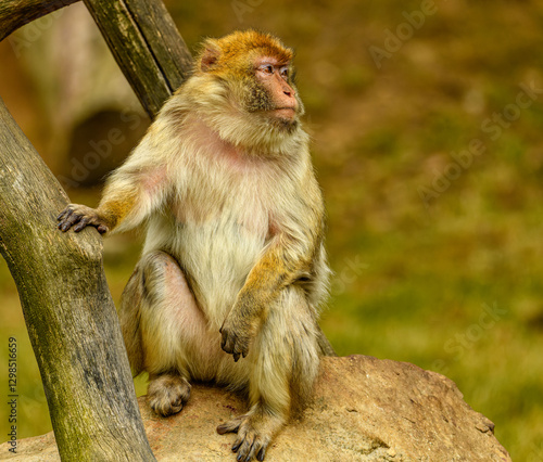 barbary macaque (Macaca sylvanus) sitting photo