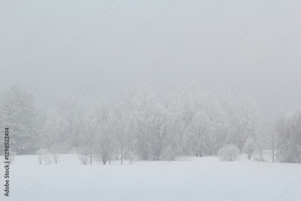 Fototapeta premium winter forest in snow and fog on the last day of winter
