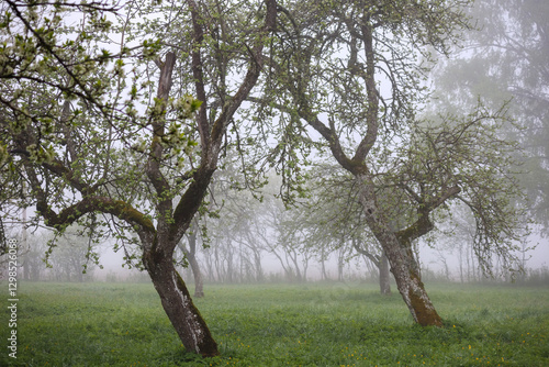 Фотография Nature view with trees in a foggy meadow.