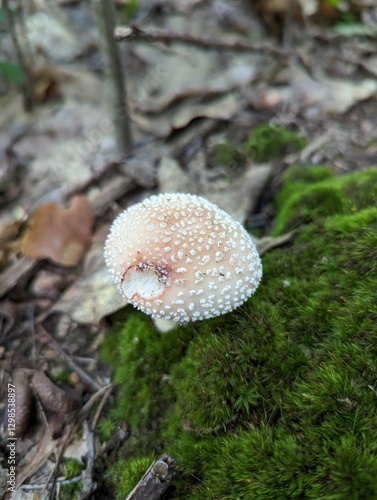 Amanita rubescens mushroom on a mossy hillock in a mixed forest photo