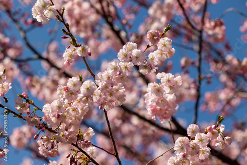 Wallpaper Mural Branches of blossoming sakura against blue sky Torontodigital.ca