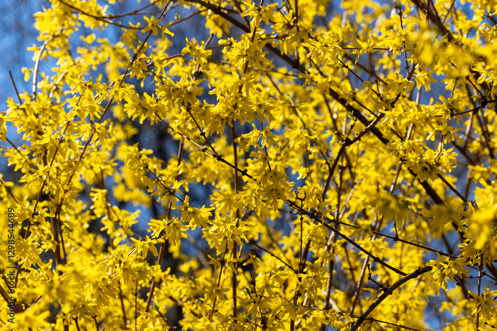 Branches of blooming forsythia with yellow flowers against blue sky Branches of blooming forsythia with yellow flowers against blue sky
