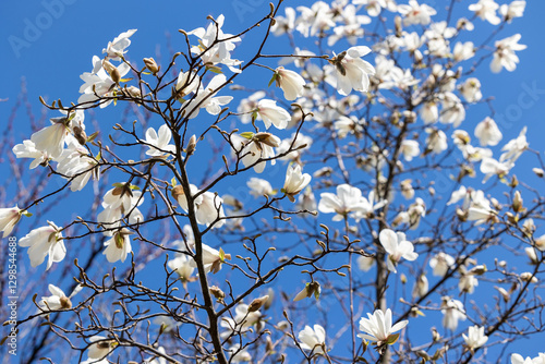 Wallpaper Mural Branches of magnolia tree with white flowers and buds against blue sky Torontodigital.ca