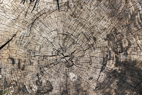 Wallpaper Mural Texture of an old weathered tree stump with cracks and dirt Torontodigital.ca