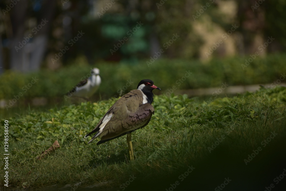 Obraz premium red winged blackbird