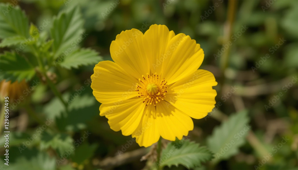 Bright Yellow Flower with Green Leaves in Natural Setting Bright Yellow Flower with Green Leaves in Natural Setting