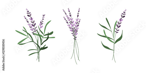 Vector hand drawn clipart set of lavender bouquets isolated on transparent background. Wildflowers illustrations