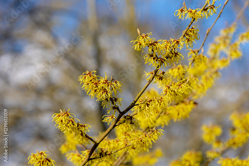 Selective focus of yellow flowers Hamamelis mollis in later winter or early spring, Witch hazels or Hamamelis are a genus of flowering plants in the family Hamamelidaceae, Natural floral background. photo