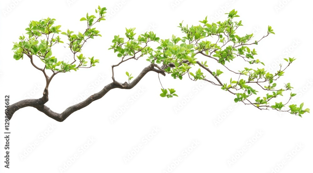 Beautiful tree branch with green leaves on a white background Beautiful tree branch with green leaves on a white background