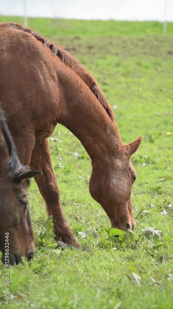 Brown horses grazing in a meadow on a pasture in the rural countryside Brown horses grazing in a meadow on a pasture in the rural countryside