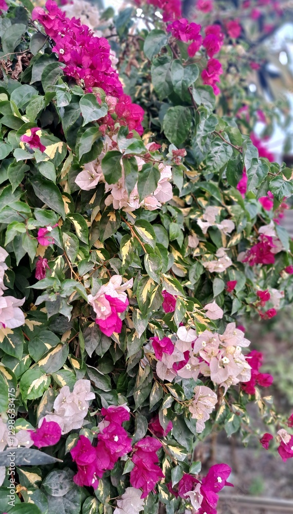 Vibrant Multicoloured Bougainvillea in a garden Vibrant Multicoloured Bougainvillea in a garden