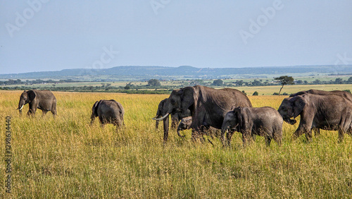 Sticker herd of elephants in the savannah