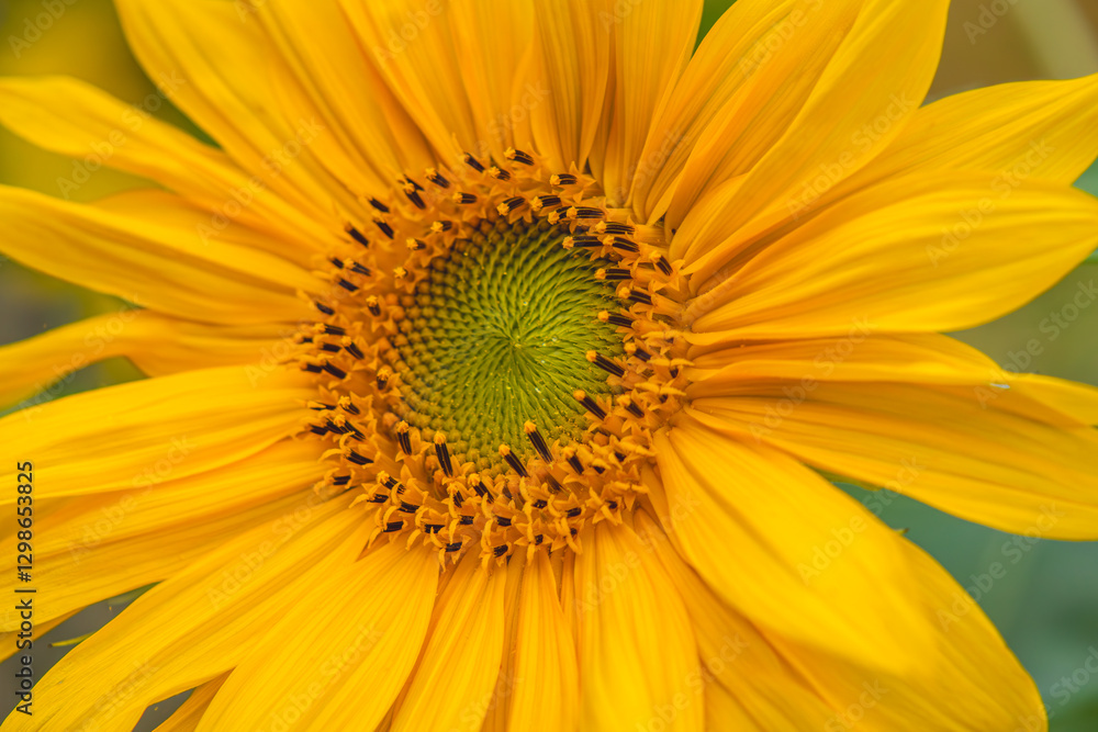 fully bloomed ripening sunflower in the field on a sunny summer day fully bloomed ripening sunflower in the field on a sunny summer day