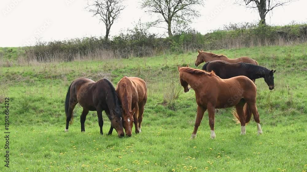 Herd or group of brown horses grazing in a meadow on a pasture on a hill eating grass in the rural countryside Herd or group of brown horses grazing in a meadow on a pasture on a hill eating grass in the rural countryside