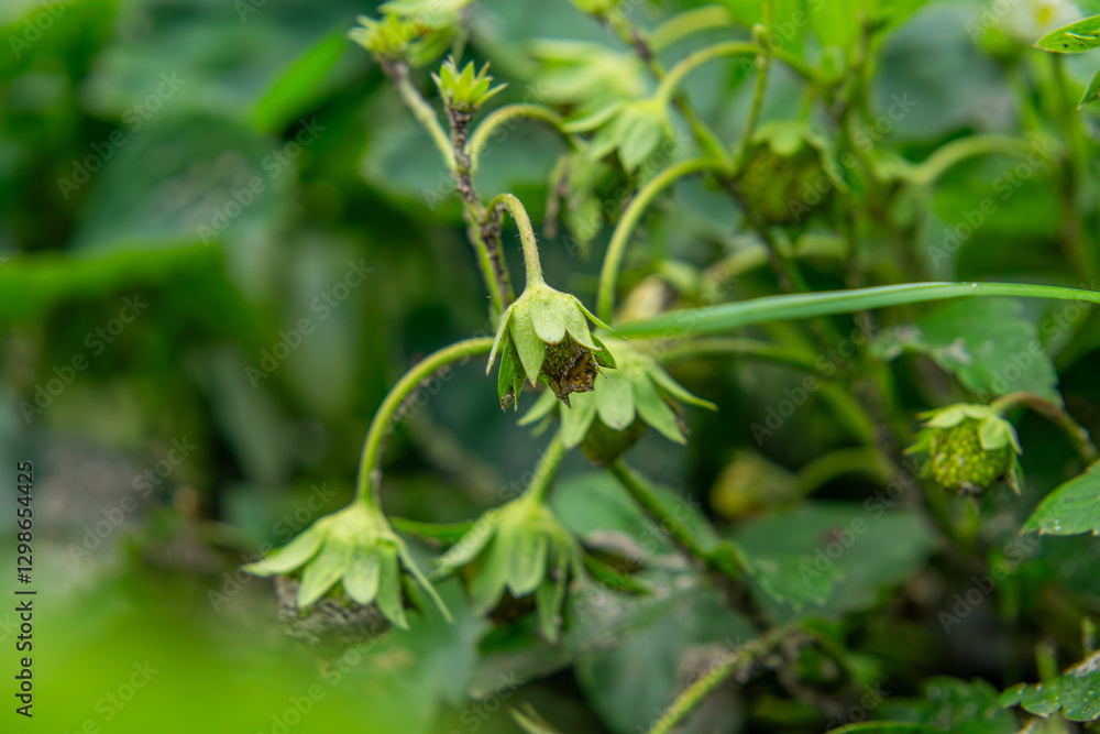 blooming young strawberry bush with strawberry flowers. fruit bush in summer, fresh fruit from your own garden. blooming young strawberry bush with strawberry flowers. fruit bush in summer, fresh fruit from your own garden.