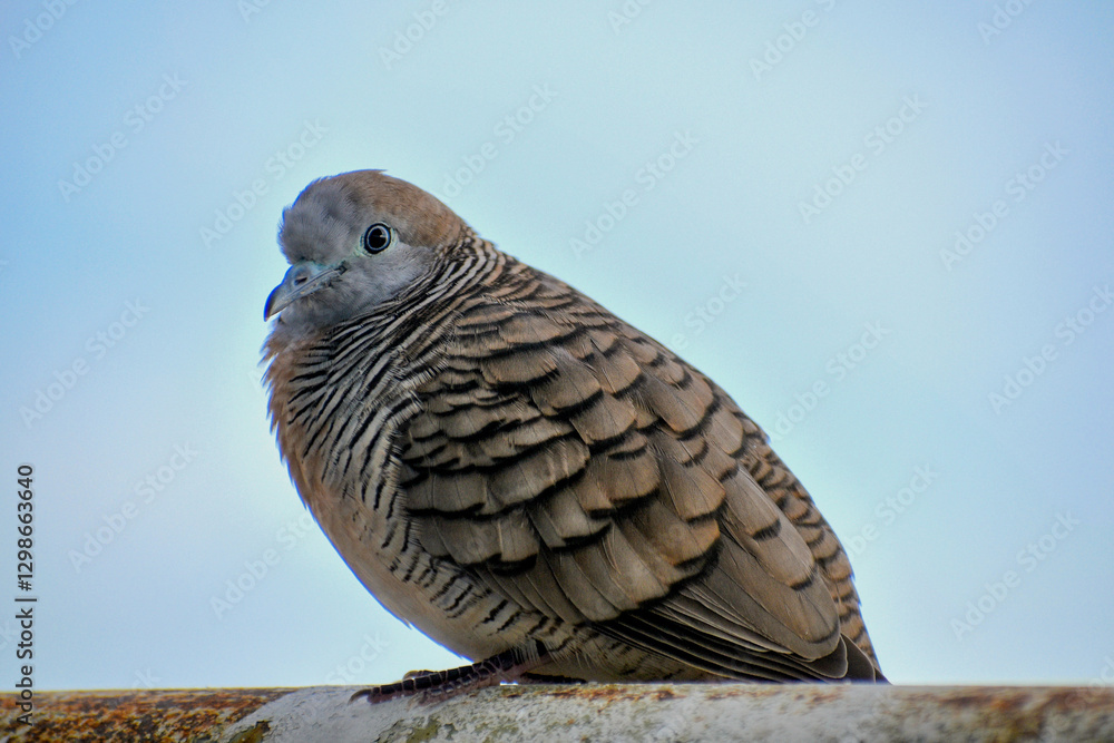 Fototapeta premium Zebra Dove in the morning