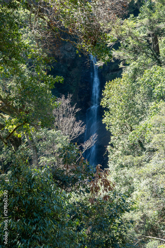 Hidden Waterfall Flowing Through a Dense Green Forest