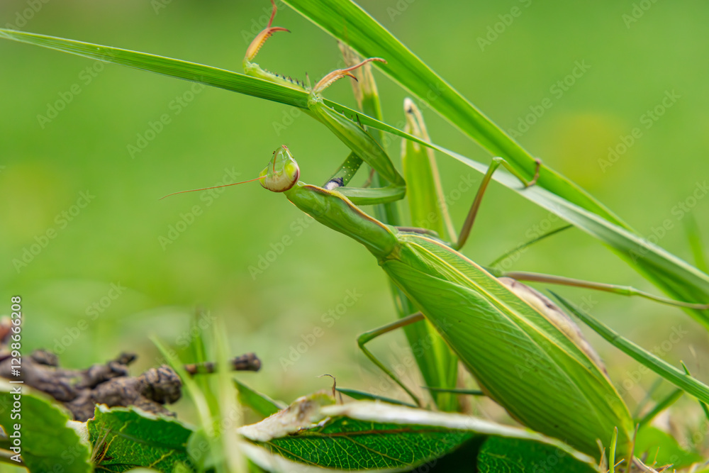 macro scale green mantis sitting in the grass. a beautiful predatory insect in nature. close-up of the head of an alien-like insect. macro scale green mantis sitting in the grass. a beautiful predatory insect in nature. close-up of the head of an alien-like insect.
