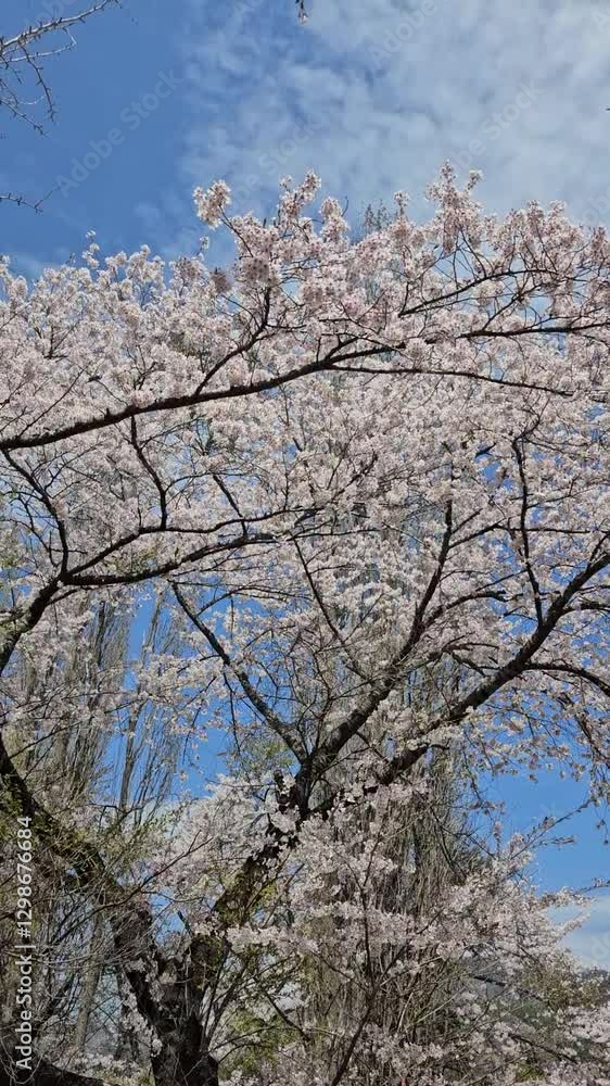 cherry blossom in spring cherry blossom in spring