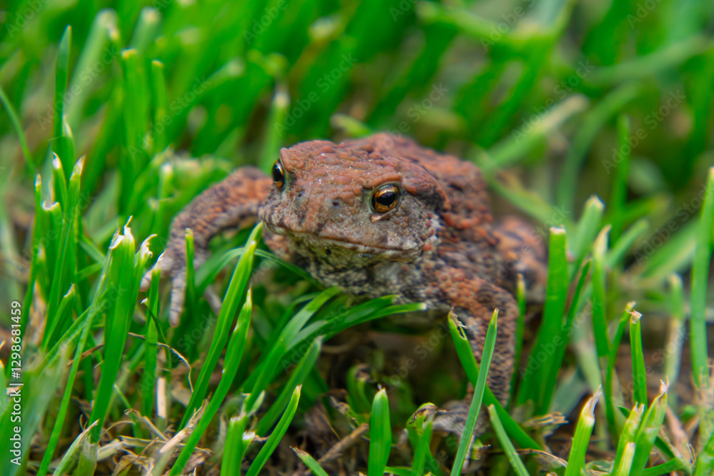 common amphibian toad, frog sitting in the grass on a rainy day. wild animal in natural conditions. macro close-up of a frog common amphibian toad, frog sitting in the grass on a rainy day. wild animal in natural conditions. macro close-up of a frog