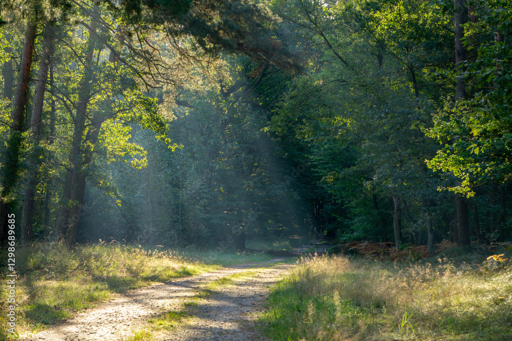 Obraz premium beautiful magical deciduous and coniferous forest in the morning, a forest in the morning fog. the forest in the autumn and summer season, the sunrise, the day waking up at dawn. sun rays shining thro