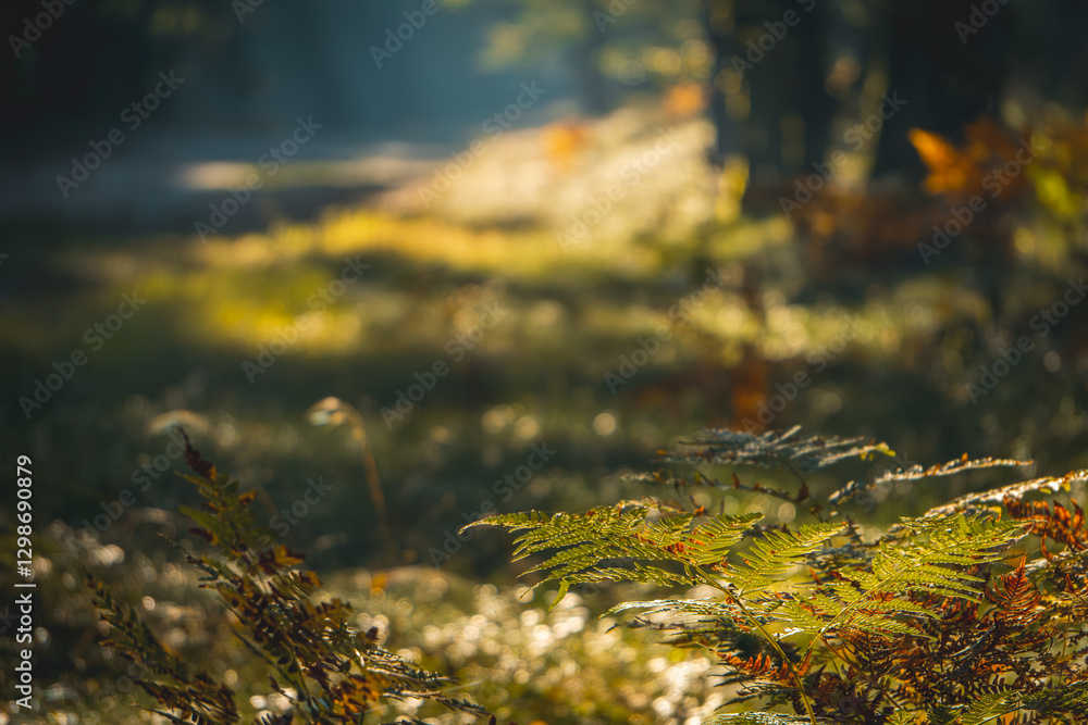 Fototapeta premium a beautiful magical deciduous and coniferous forest in the morning, a forest in the morning fog. the forest in the autumn and summer season, the sunrise, the day waking up at dawn. sun rays shining th