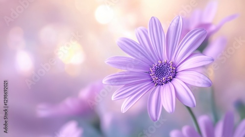 Soft Purple Daisy Flower with Delicate Petals and Gentle Background