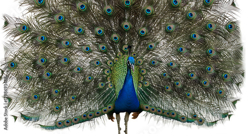 A vibrant peacock with full feathers on display, suitable for transparent, white background, png use in various designs
