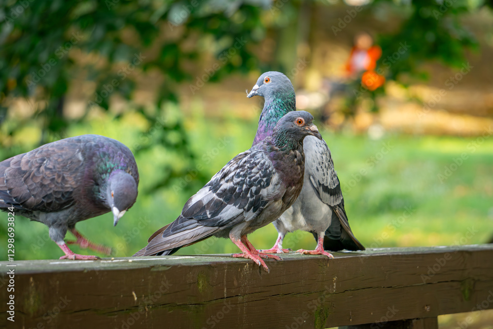 Obraz premium wild city birds pigeons sitting on wooden bridge in city park autumn season in the morning. pigeons in a pile. problem of every city. blurred background.