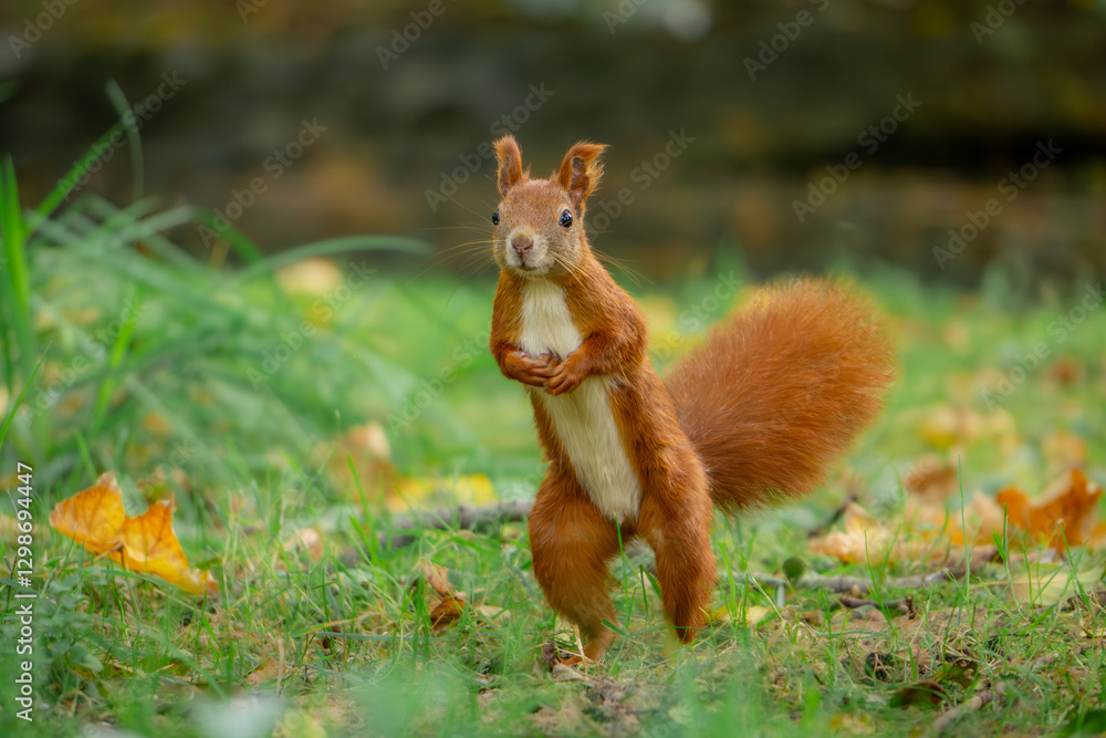 funny, focused squirrel standing on two legs. wild animal squirrel standing on its hind legs among yellow autumn leaves. animal in the park autumn season in the morning. blurred background funny, focused squirrel standing on two legs. wild animal squirrel standing on its hind legs among yellow autumn leaves. animal in the park autumn season in the morning. blurred background
