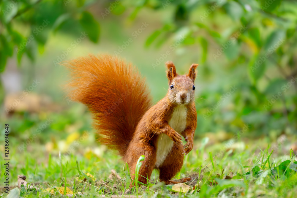 funny, focused squirrel standing on two legs. wild animal squirrel standing on its hind legs among yellow autumn leaves. animal in the park autumn season in the morning. blurred background funny, focused squirrel standing on two legs. wild animal squirrel standing on its hind legs among yellow autumn leaves. animal in the park autumn season in the morning. blurred background